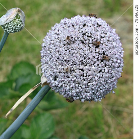 Flower of leek, lat. Allium ampeloprasum, perfect for bees. 79966229