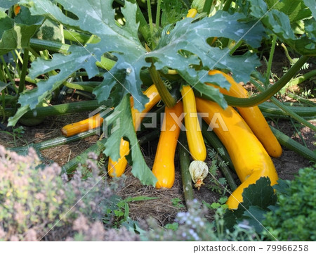Yelllow ripe zucchini grouwing in the garden. 79966258