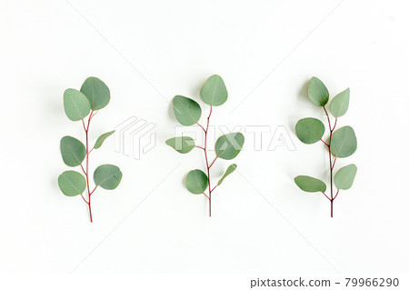 Green leaves eucalyptus isolated on white background. Green leaves eucalyptus isolated on white background. 79966290