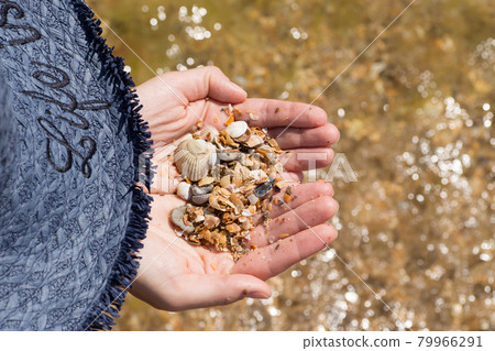 Child's hand holding shells isolated, shells in the background, beach Child's hand holding shells isolated, shells in the background, beach 79966291