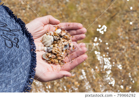 Child's hand holding shells isolated, shells in the background, beach Child's hand holding shells isolated, shells in the background, beach 79966292