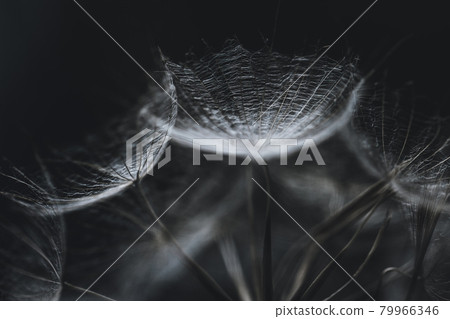 Salsify seeds close-up on black background. Abstract background or texture. White fluffy dry seeds of tragopogon, dandelion, goatsbeard, blowball macro. The plant looks like a spider web. 79966346