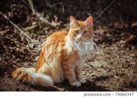 Red striped fluffy cat sitting on the ground. A stray young cat with ginger and white fur. A lonely cat sitting and looking at you, front view. Early spring 79966347