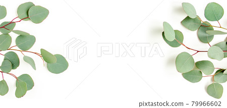 Banner of green leaves eucalyptus isolated on white background. flat lay, top view 79966602