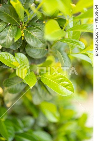 Prunus laurocerasus bush Prunus laurocerasus bush 79968064