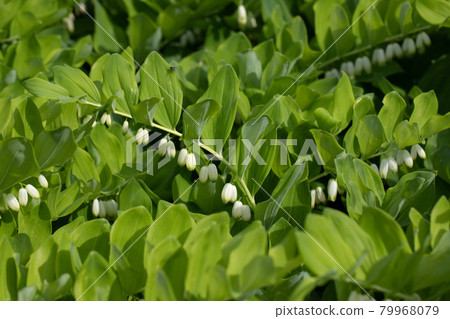 Green leaf texture. Angular Solomon's seal, polygonatum in the garden on a summer day on a green background. A perennial plant with beautiful white flowers 79968079