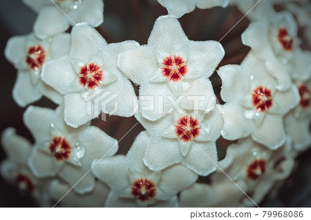 Hoya carnosa, Porcelainflower, waxplant closeup. White fluffy flower with a red center like a star. Drops of nectar on the flower. Macro. Hoya carnosa, Porcelainflower, waxplant closeup. White fluffy flower with a red center like a star. Drops of nectar on the flower. Macro. 79968086