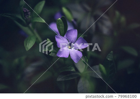 Beautiful blue periwinkle Vinca minor flower with bright purple petals close up on dark green background. Evergreen medicinal plant. it is important in medicine. Macro. 79968100