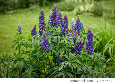 Purple lupins on green background in garden on Sunny day. Beautiful blooming blue Lupin flower on the lawn. Garden plants close up. Purple lupins on green background in garden on Sunny day. Beautiful blooming blue Lupin flower on the lawn. Garden plants close up. 79968680