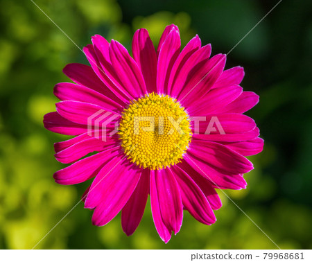 Beautiful pink flowers pyrethrum daisy on a green background. Feverfew, painted daisy. Medicinal plant. Closeup macro. Top view. Beautiful pink flowers pyrethrum daisy on a green background. Feverfew, painted daisy. Medicinal plant. Closeup macro. Top view. 79968681