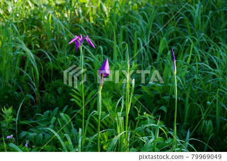 鳶尾花 79969049
