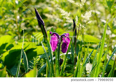 鳶尾花 79969050