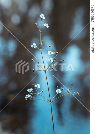 The small white flowers of the water plantain, or Alisma on a blue water background. The sun's rays fall on the flowers on a summer day. The small white flowers of the water plantain, or Alisma on a blue water background. The sun's rays fall on the flowers on a summer day. 79969073