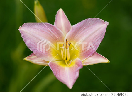 Pink daylily on a green background close up. Hemerocallis Catherine Woodbury with textured leaves. Pink daylily top view, macro. Garden perennial plants. Pink daylily on a green background close up. Hemerocallis Catherine Woodbury with textured leaves. Pink daylily top view, macro. Garden perennial plants. 79969083