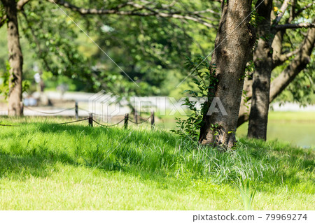 The shade of the park road and big trees The shade of the park road and big trees 79969274