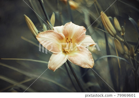 Pink orange daylily on a green background close-up. Salmon Hemerocallis with textured leaves. Top view macro. Garden perennial plants. 79969601