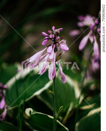 Beautiful purple flowers hosta, funkia on a green blurred background close-up. Decorative garden plant with large green leaves with white stripes. Purple macro flower. 79969602