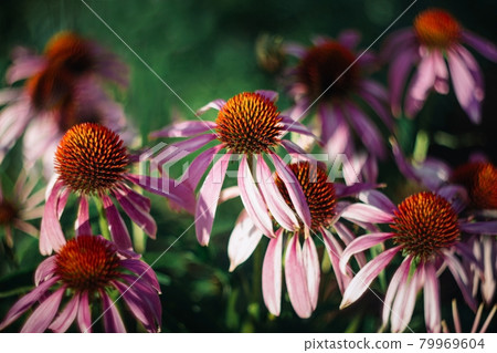 Bright beautiful pink flowers on green background. Echinacea purpurea Magnus. Medicinal useful garden plants. Alternative medicine. 79969604