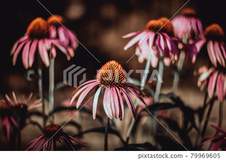 Beautiful pink flowers on green background. Sepia color. Echinacea purpurea Magnus. Medicinal useful garden plants. Alternative medicine. 79969605