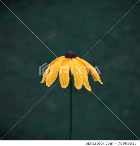 Bright yellow beautiful rudbecia flower, coneflower, black eyed susan on a dark green blurred background close up. Decorative flower with yellow petals and black middle, macro. Bright yellow beautiful rudbecia flower, coneflower, black eyed susan on a dark green blurred background close up. Decorative flower with yellow petals and black middle, macro. 79969615