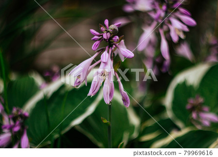 Beautiful purple flowers hosta, funkia on a green blurred background closeup. Decorative garden plant with large green leaves with white stripes. Purple macro flower. Beautiful purple flowers hosta, funkia on a green blurred background closeup. Decorative garden plant with large green leaves with white stripes. Purple macro flower. 79969616