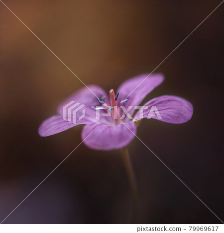 Purple flower on sunset background. Meadow geranium, or meadow cranes-bill. Close-up, macro, side view on brown background. Textured petals. 79969617