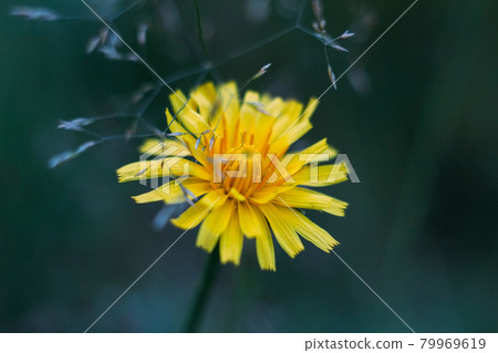 Fluffy yellow flower fall dandelion on blue blurred background. Close up macro, side view. Autumn hawkbit. 79969619
