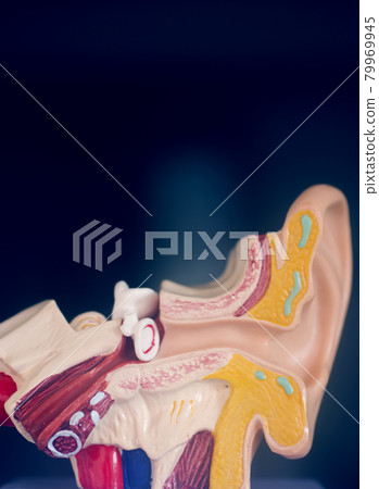 Hearing ear medical model Hearing ear medical model 79969945