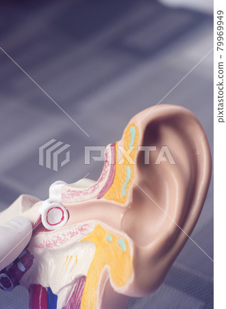 Hearing ear medical model Hearing ear medical model 79969949