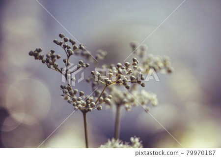 Meadowsweet on pastel purple background with bokeh. Beautiful purple floral summer background. White buds meadowsweet, filipendula, spiraea, ulmaria closeup. Flower for postcard, greeting card. Meadowsweet on pastel purple background with bokeh. Beautiful purple floral summer background. White buds meadowsweet, filipendula, spiraea, ulmaria closeup. Flower for postcard, greeting card. 79970187