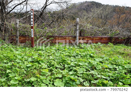 Japanese butterbur that grows naturally 79970242