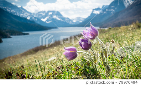 Wildflowers harebells closeup with lake and mountains in backdrop, shot in Waterton National Park, Alberta, Canada 79970494