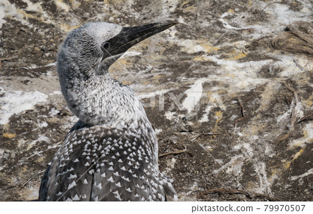 Young gannet closeup made in gannet colony in Muriway near Auckland, New Zealand Young gannet closeup made in gannet colony in Muriway near Auckland, New Zealand 79970507