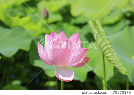 Fujiwara Palace ruins Lotus in full bloom 79970579