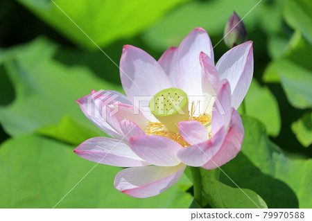 Fujiwara Palace ruins Lotus in full bloom 79970588