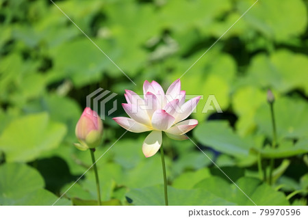 Fujiwara Palace ruins Lotus in full bloom 79970596