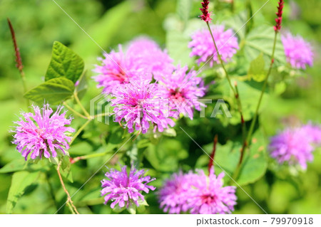 Wild bergamot flowers 79970918