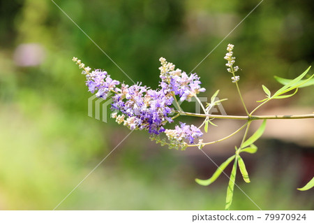 胡蘿蔔胡蘿蔔花 79970924