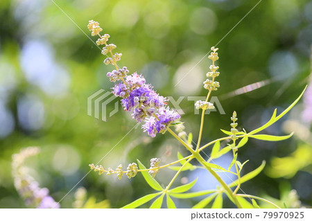 胡蘿蔔胡蘿蔔花 79970925