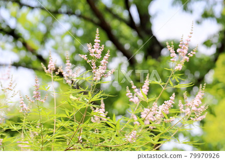 胡蘿蔔胡蘿蔔花 79970926