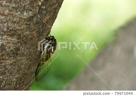 熊澤米棲息在櫻桃樹上 熊澤米棲息在櫻桃樹上 79971049