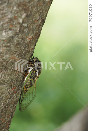 熊澤米棲息在櫻桃樹上 熊澤米棲息在櫻桃樹上 79971050