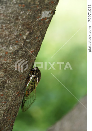 熊澤米棲息在櫻桃樹上 79971051