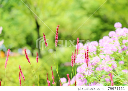 蓼科鮮紅的花朵 蓼科鮮紅的花朵 79971131
