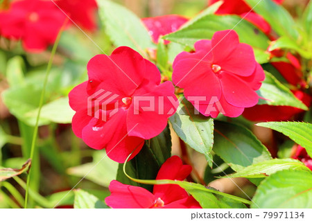 新幾內亞鳳仙花 新幾內亞鳳仙花 79971134