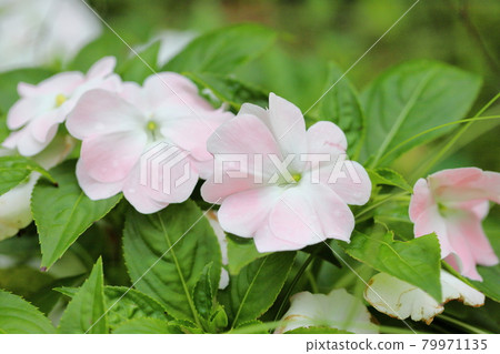 新幾內亞鳳仙花 新幾內亞鳳仙花 79971135
