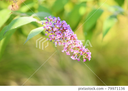 佛花 佛花 79971136
