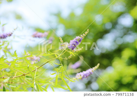 胡蘿蔔胡蘿蔔花 胡蘿蔔胡蘿蔔花 79971138