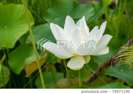蓮花 蓮花 79971190