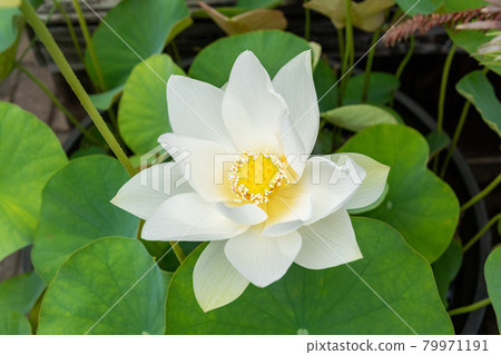 蓮花盛開 蓮花盛開 79971191